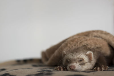 Close-up of ferret sleeping against white background