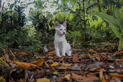 Portrait of a cat lying on ground