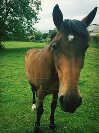 Horse grazing on grassy field