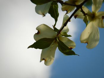 Low angle view of fruits on tree