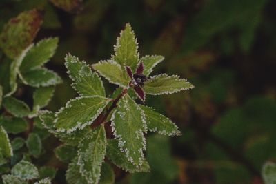 Close-up of frozen leaves