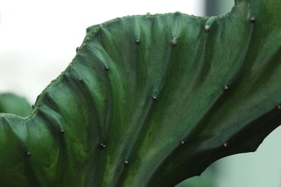 Close-up of wet plant leaves