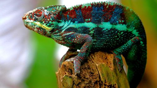 Close-up of multi colored crab