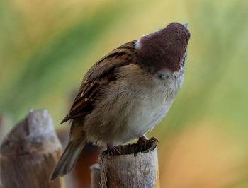 Close-up of bird perching on wooden post