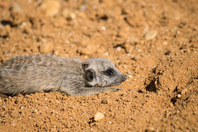 Close-up of lizard on sand