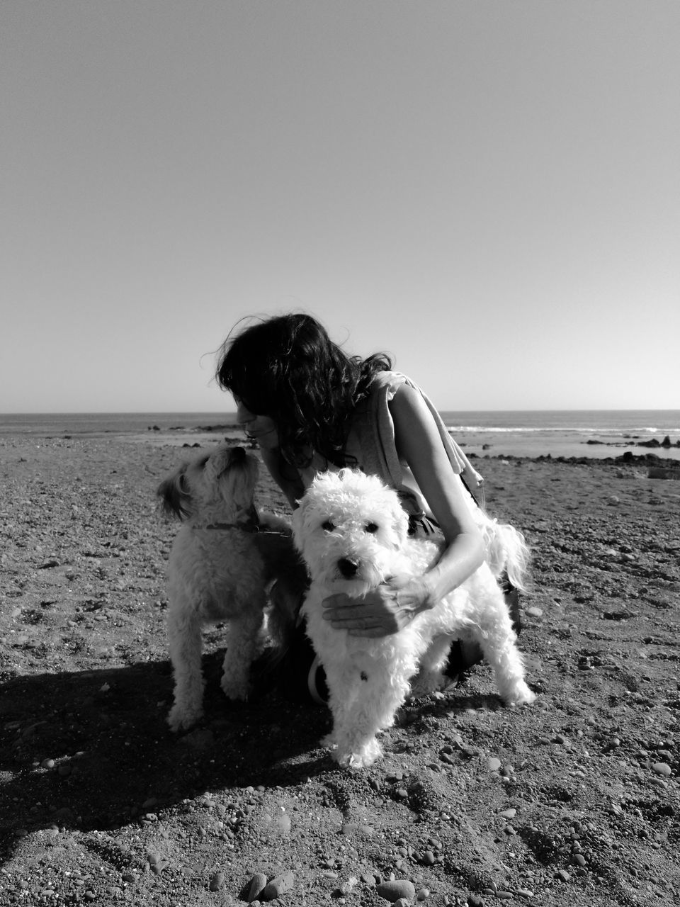 DOG LYING ON BEACH