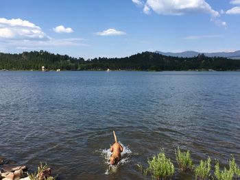 View of dog in lake against sky