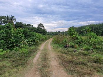 Road amidst plants and trees against sky