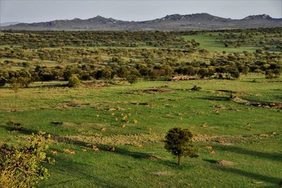 Scenic view of agricultural field against sky