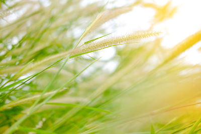 Close-up of grass growing on field