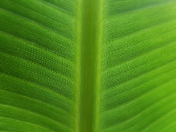 Full frame shot of leaf