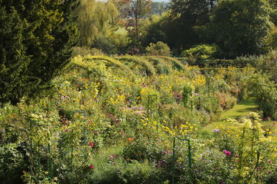 Scenic view of flowering plants on field