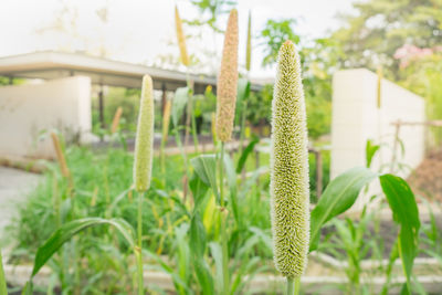 Close-up of fresh green plant in field