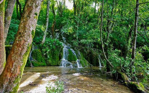 Scenic view of waterfall in forest