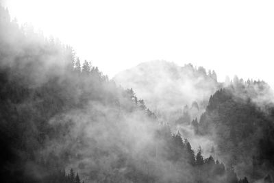 Scenic view of trees against sky