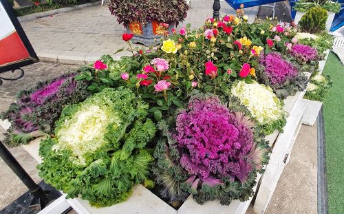 High angle view of purple flowering plants