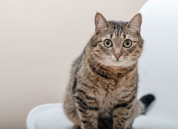 Close-up portrait of a cat against white background