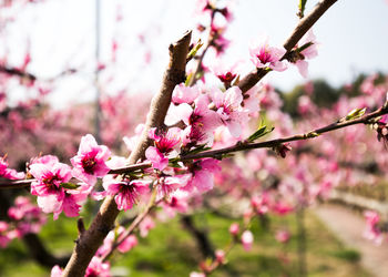 Close-up of pink flowers blooming on tree