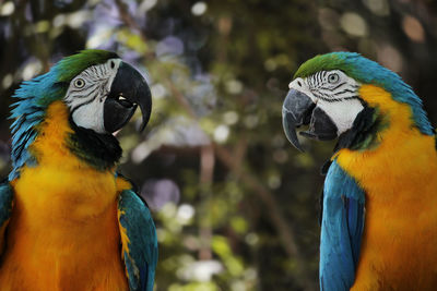 Close-up of blue macaw perching on wood