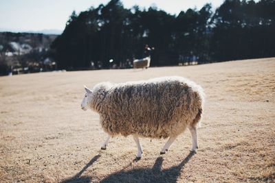 Sheep standing in a field