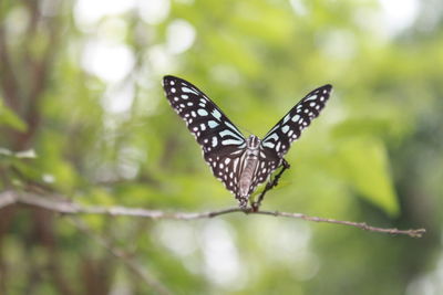 Close-up of butterfly on flower