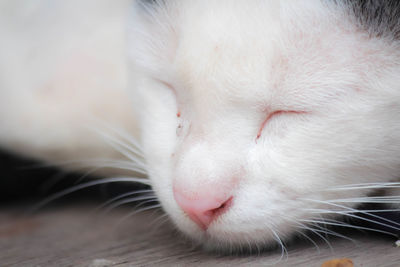 Close-up of cat sleeping