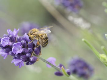 Close-up of bee on purple flower