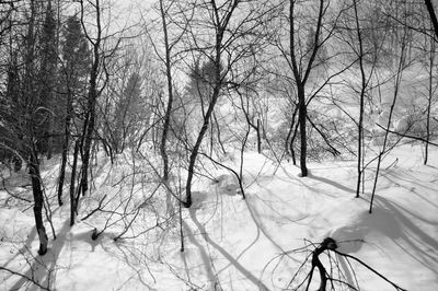 Bare trees on snow covered field