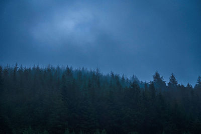 Trees in forest against sky