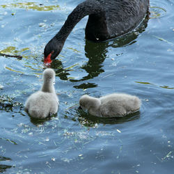 Swan swimming in lake