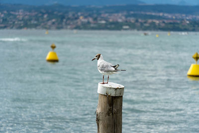 Seagulls perching on wooden post in sea