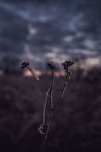 Close-up of wilted plant against sky