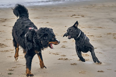 Two dogs running on beach