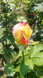 Close-up of pink flower blooming outdoors