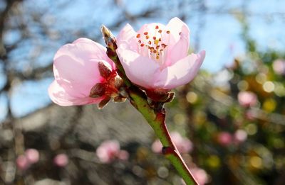 Close-up of pink flower blooming