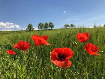 Close-up of red poppy flowers on field against sky