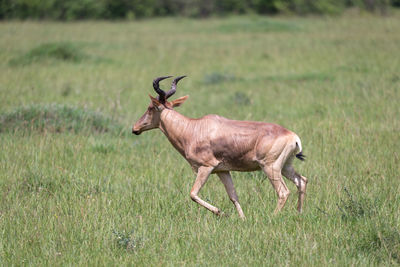 Side view of deer on field