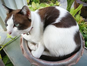 High angle view of cat resting by plant