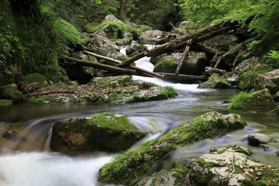 Stream flowing through rocks in forest
