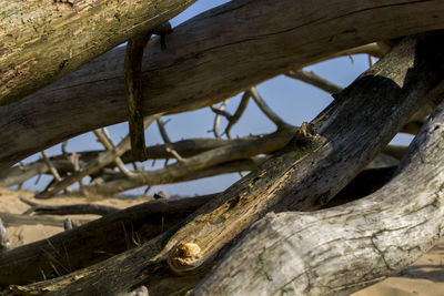 Close-up of tree