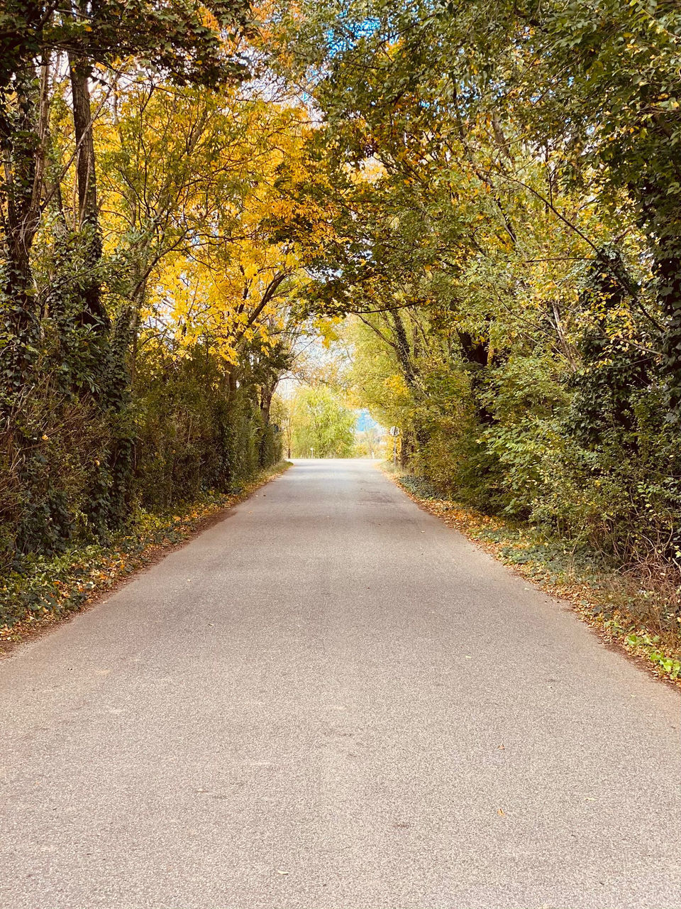 ROAD AMIDST PLANTS DURING AUTUMN