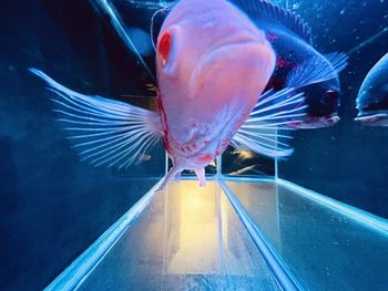 High angle view of fish swimming in sea