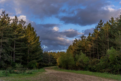 Dirt road amidst trees and plants against sky