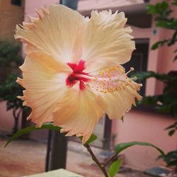 Close-up of flower