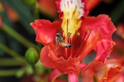 Close-up of bee on red flower