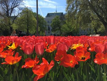 Close-up of red poppy flowers blooming in park