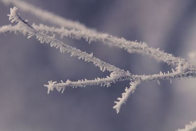 Low angle view of frozen tree against sky