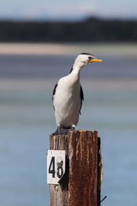 Close-up of bird perching by sea