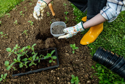 Woman fertilising garden with compressed chicken manure pellets. organic soil fertiliser.