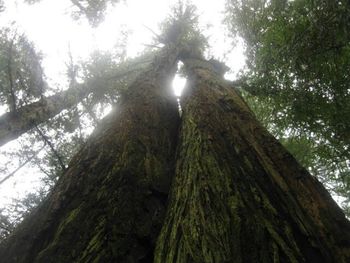 Low angle view of trees against sky